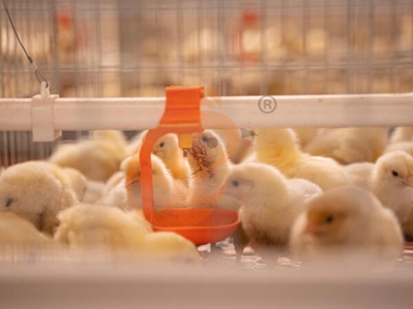 Manual Broiler Harvest Automatic H Frame Broiler Battery Cage System