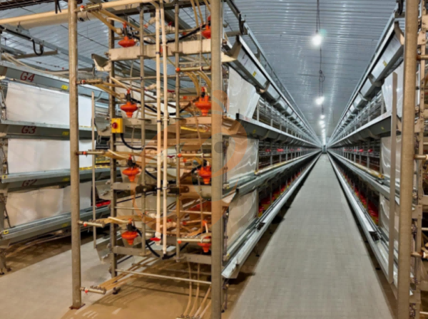 Manual Broiler Harvest Automatic H Frame Broiler Battery Cage System