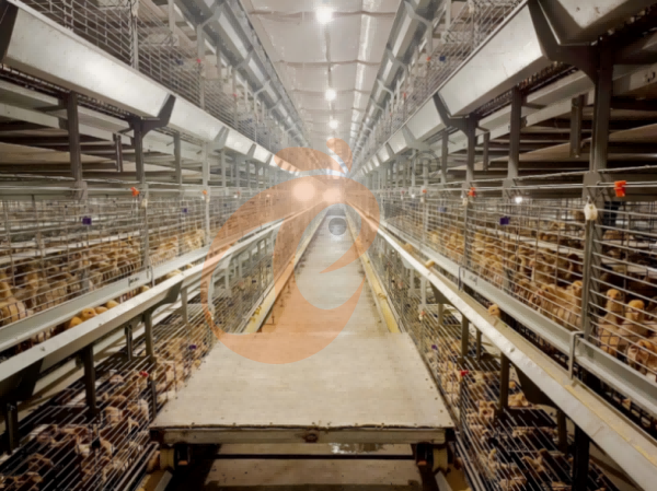 broiler battery cage (10)