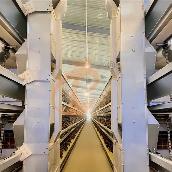 broiler battery cage (26)