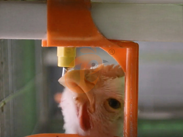 broiler chicken cage (7)