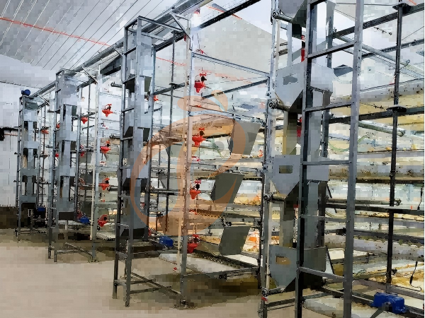broiler battery cage (6)(1)