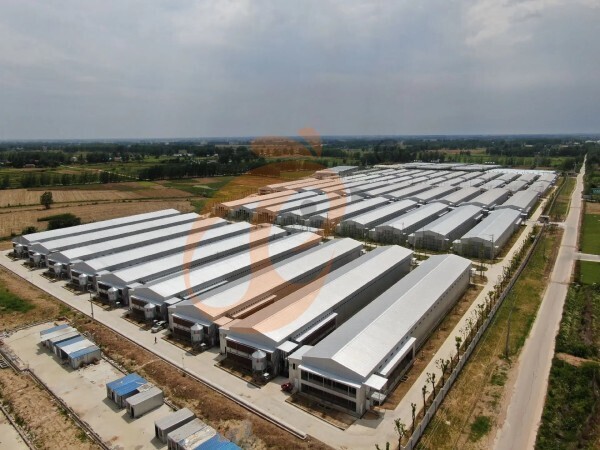 broiler battery cage (1)