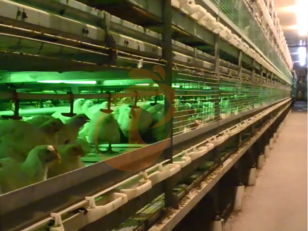 Semi Automatic Broiler Pull-out Slat Type Harvest, Automatic H Frame Broiler Battery Cage System