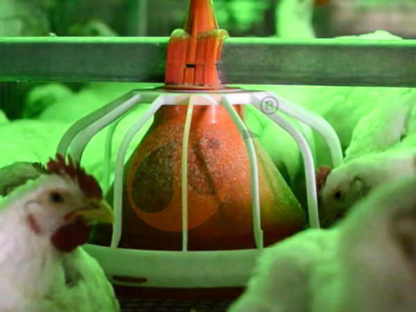 Semi Automatic Broiler Pull-out Slat Type Harvest, Automatic H Frame Broiler Battery Cage System