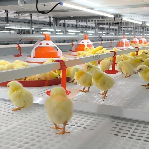 broiler battery cage (3)