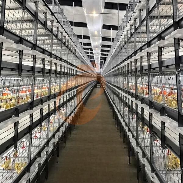 broiler battery cage (4)