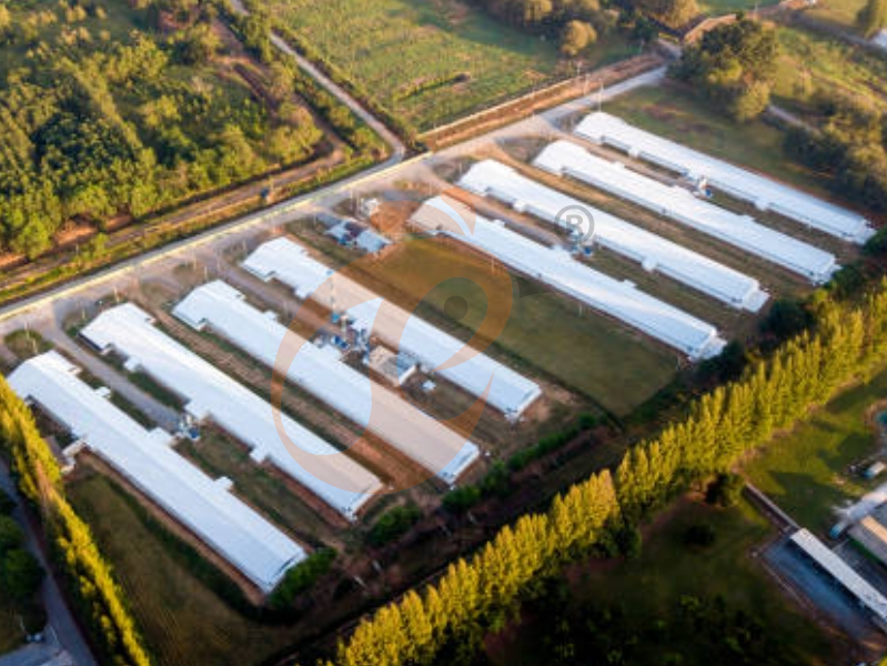 Steps To Start 30,000 To 50,000 Broiler Poultry Farm