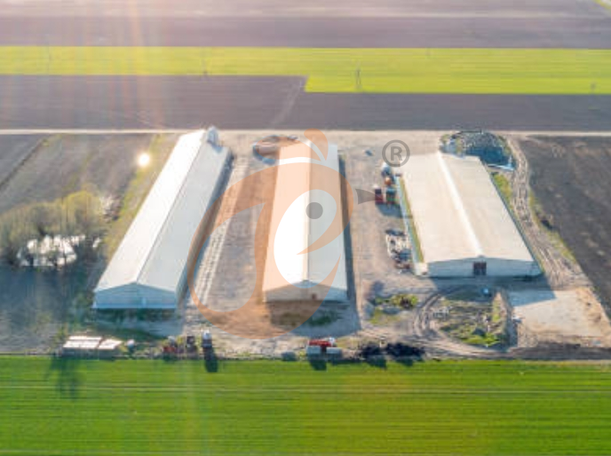 Steps To Start 100 To 30,000 Broiler Poultry Farm