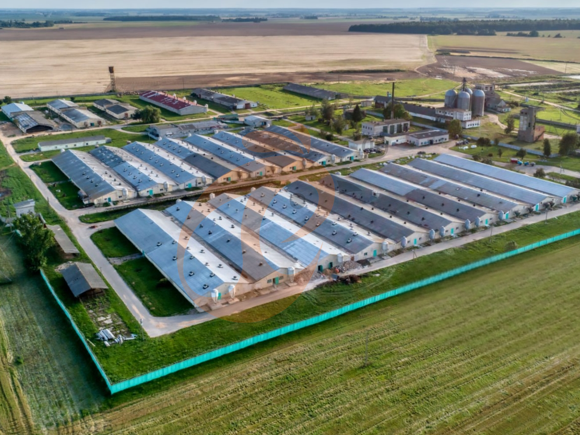 Steps To Start 300,000 To 1,000,000+ Layers Poultry Farm