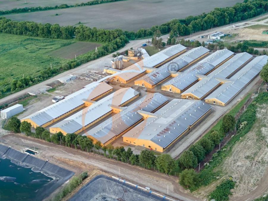 Steps To Start 50,000 To 200,000 Layers Poultry Farm