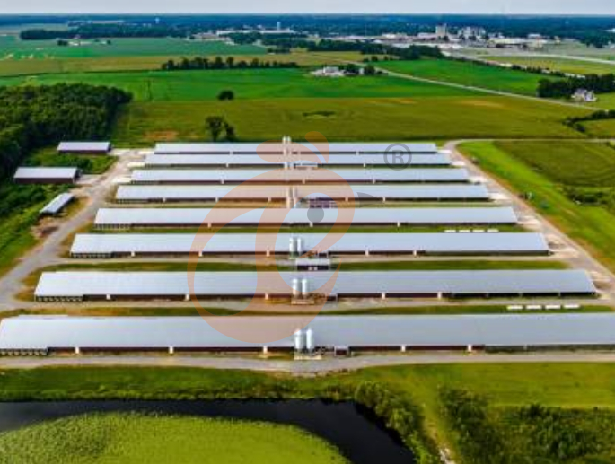 Steps To Start 50,000 To 200,000 Chickens Poultry Farm