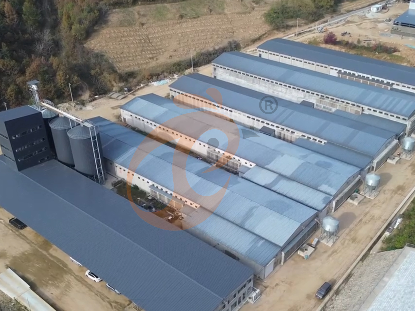 Steps To Start 30,000 To 50,000 Chickens Poultry Farm