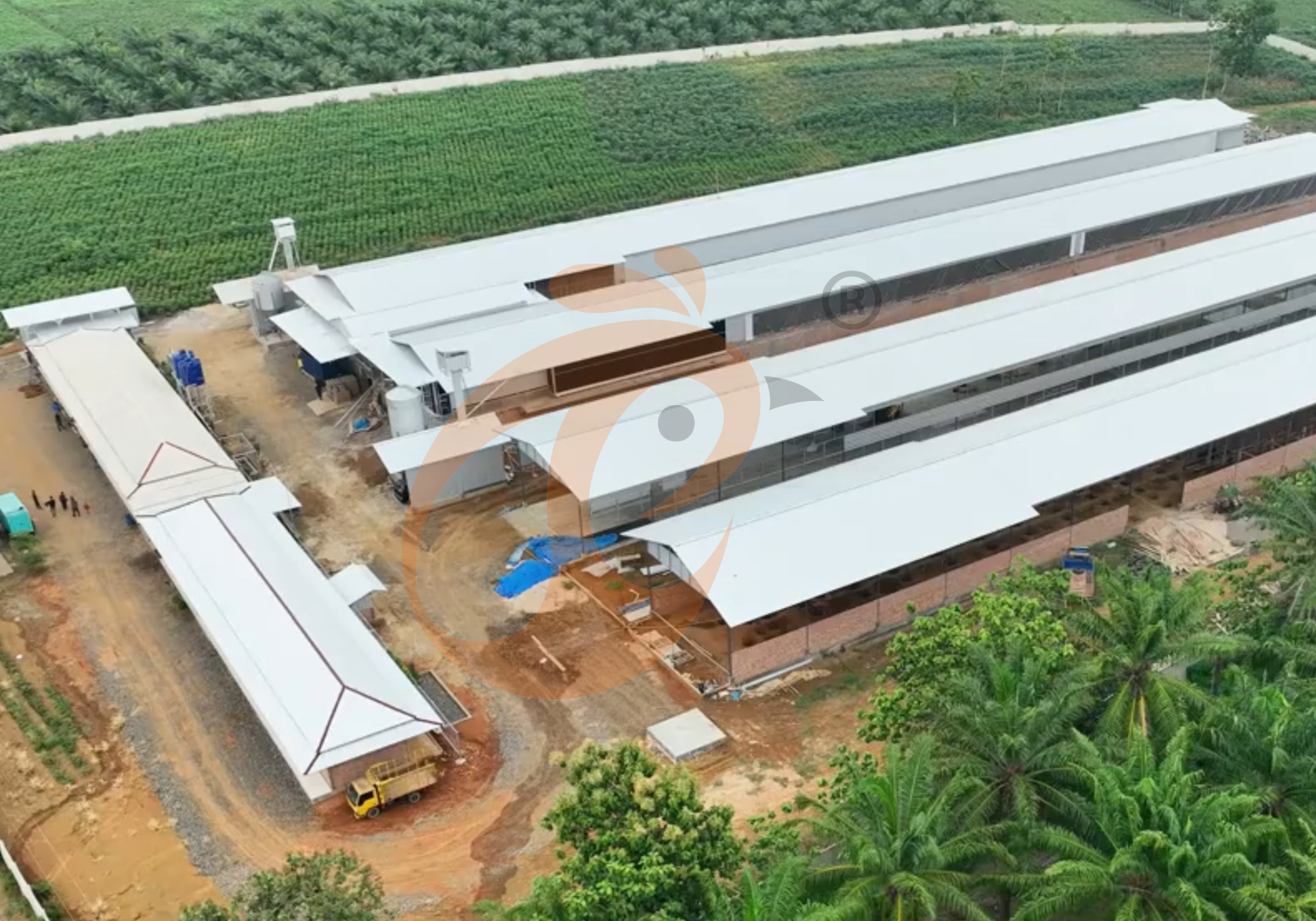 Steps To Start 10,000 To 30,000 Chicken Poultry Farm