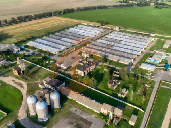 Steps To Start 300,000 To 1,000,000+ Layers Poultry Farm