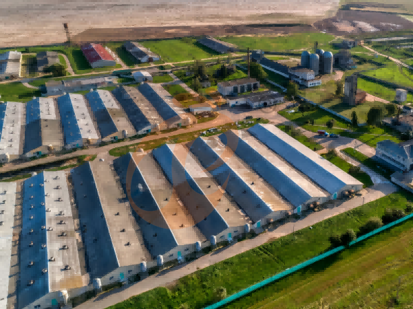 Steps To Start 300,000 To 1,000,000+ Layers Poultry Farm