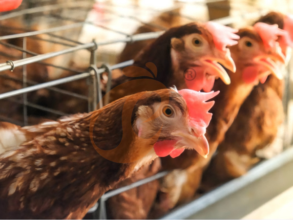 Steps To Start 300,000 To 1,000,000+ Layers Poultry Farm