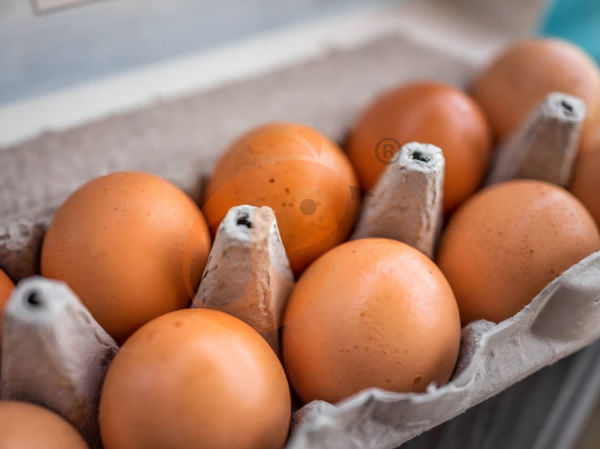 Steps To Start 300,000 To 1,000,000+ Layers Poultry Farm