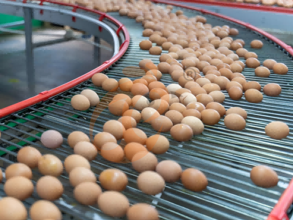 Steps To Start 300,000 To 1,000,000+ Layers Poultry Farm