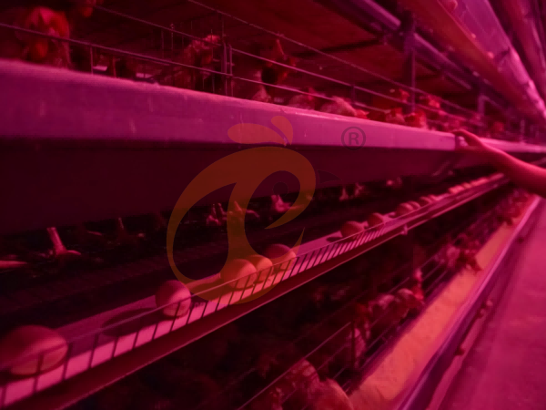 Steps To Start 300,000 To 1,000,000+ Layers Poultry Farm