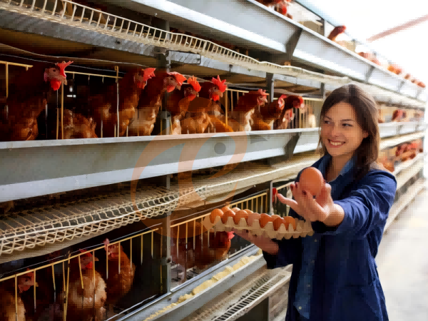 Steps To Start 300,000 To 1,000,000+ Layers Poultry Farm