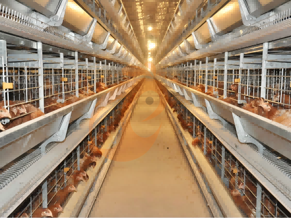 Steps To Start 300,000 To 1,000,000+ Layers Poultry Farm