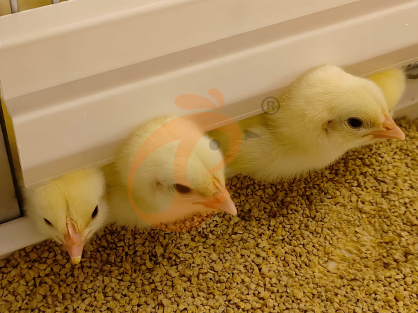 Semi Automatic H Frame Brooder Battery Cage System