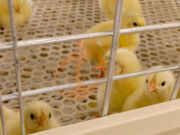 Brooder Battery Cage System