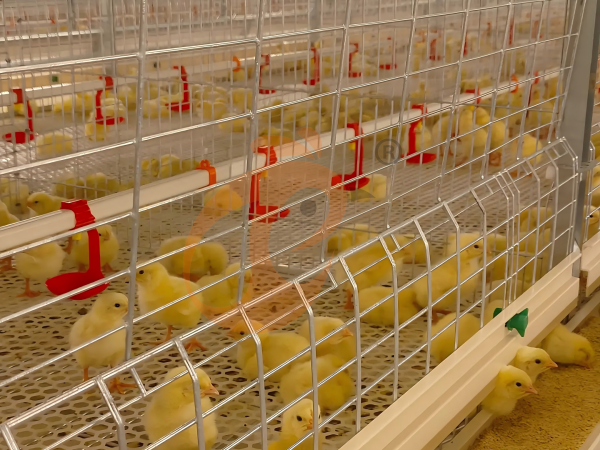 Semi Automatic H Frame Brooder Battery Cage System