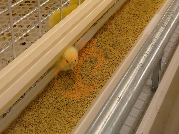 Semi Automatic H Frame Brooder Battery Cage System