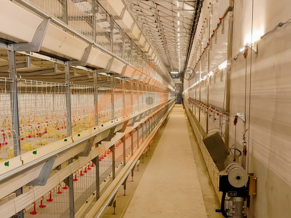 Semi Automatic H Frame Brooder Battery Cage System