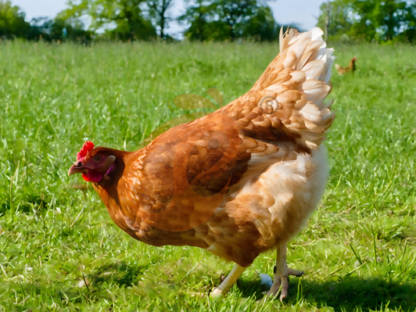Steps To Start 50,000 To 200,000 Layers Poultry Farm
