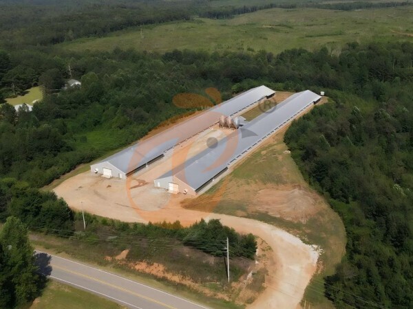 Steps To Start 30,000 To 50,000 Layer Poultry Farm