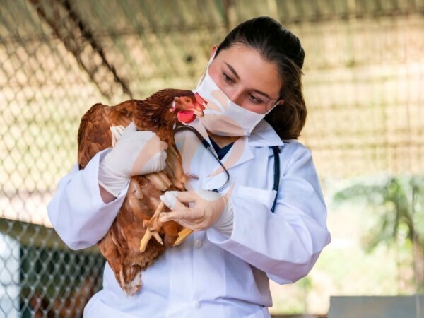 Steps To Start 30,000 To 50,000 Layer Poultry Farm
