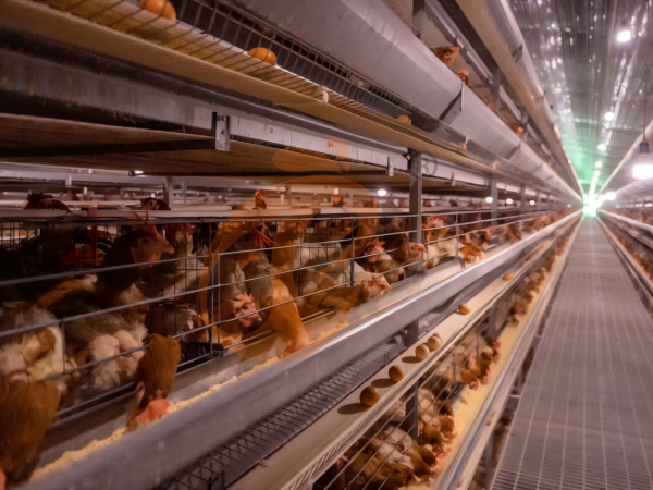 Steps To Start 30,000 To 50,000 Layer Poultry Farm