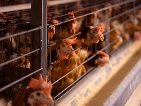 Steps To Start 30,000 To 50,000 Layer Poultry Farm