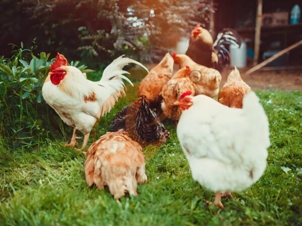 Steps To Start 30,000 To 50,000 Layer Poultry Farm