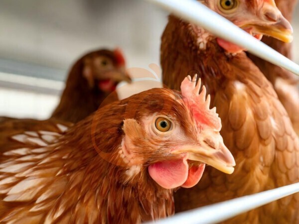 Steps To Start 30,000 To 50,000 Layer Poultry Farm