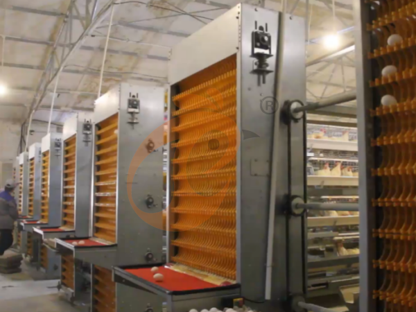 Steps To Start 10,000 To 30,000 Layers Poultry Farm