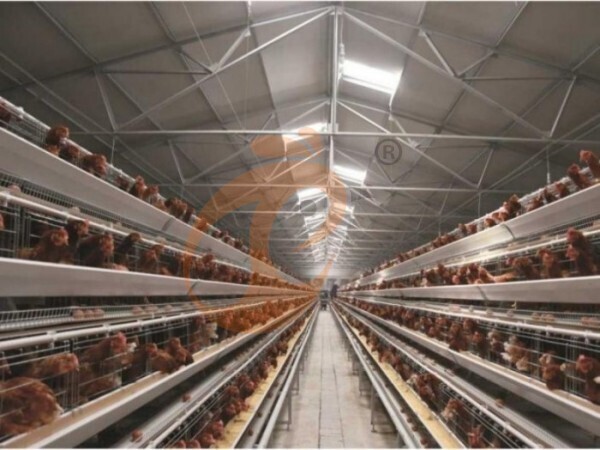 Steps To Start 10,000 To 30,000 Layers Poultry Farm
