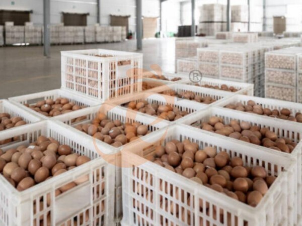 Steps To Start 100 To 30,000 Layer Poultry Farm