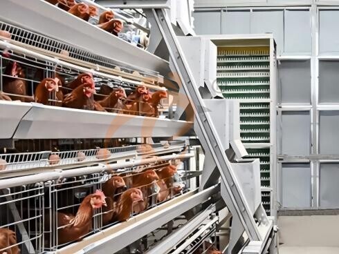 Battery Cage And Price For Layer And Broilers