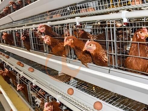 Battery Cage And Price For Layer And Broilers