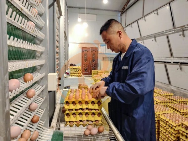 Battery Cage And Farm Equipment In Smart Poultry Farm