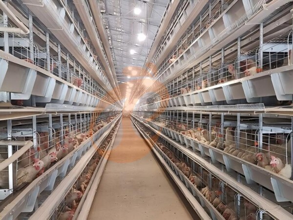 Battery Cage Types And Dimensions