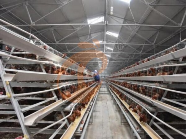 Battery Cage Types And Dimensions
