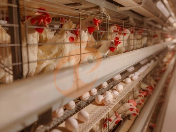 H type battery cage 1 (1)