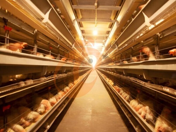 H type battery cage 1 (2)