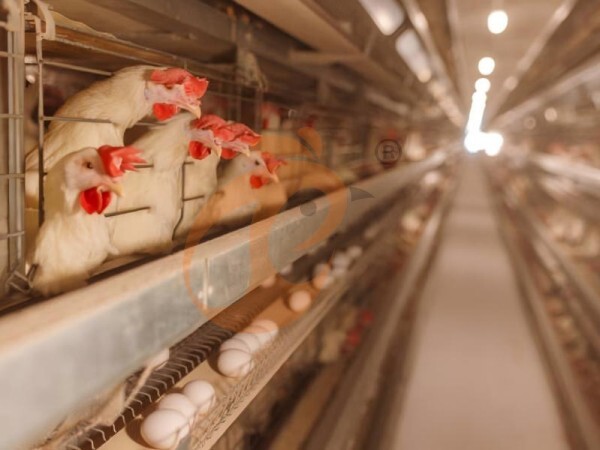 H type battery cage 1 (3)