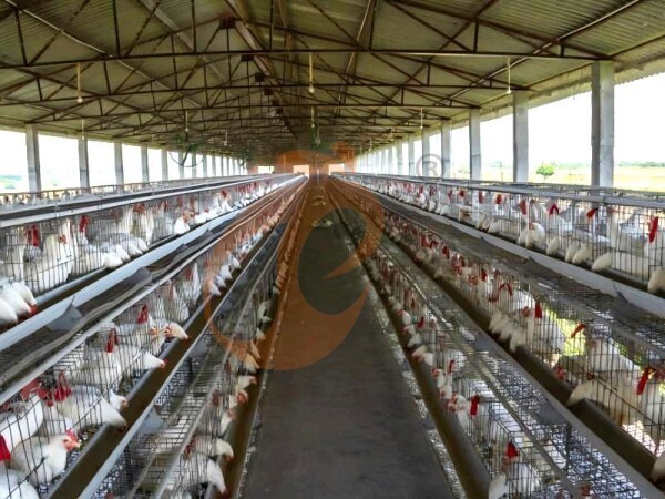 A type battery cage 1 (1)